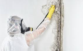 Trusted Jacksonville, TX Mold Removal Services Experts